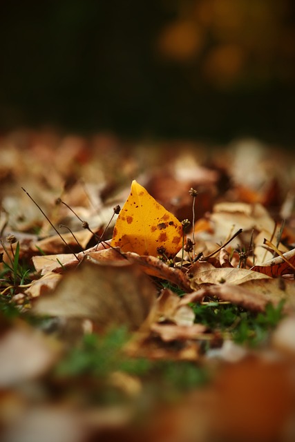 传统的年货 传统的年货