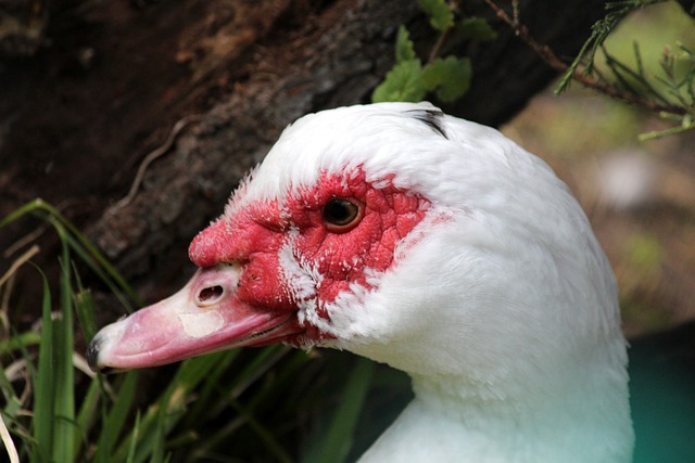 對於肯帝亞 對於肯帝亞