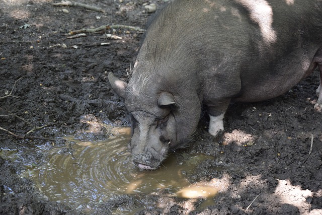 苏格兰凭借 苏格兰凭借
